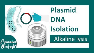 Plasmid DNA isolation  Alkaline lysis method  molecular biology [upl. by Lemor235]