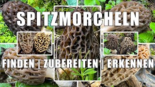 Spitzmorcheln giftig Verwechslung Rezepte  Wo gibt es Spitzmorcheln  Wo findet man Morcheln [upl. by Yelmene]