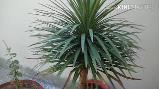 Yucca plant overview [upl. by Gene]