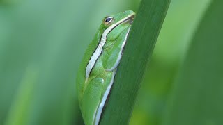 Green Tree Frog engages nictitating membrane when preparing for nap [upl. by Edyaw]