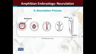 Amphibian embryology Neurulation  Principles of Animal LifeI  ZOO514TTopic173 [upl. by Marra724]