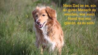 24 SCHÖNE HUNDESPRÜCHE amp ZITATETEIL 2 [upl. by Suanne]