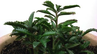 Time Lapse of a Kalanchoe Mother of Thousands Plant Growing [upl. by Aihset]