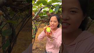 Amazing Fruit Farm  Harvesting Tasty Kiwi 🥝🥝 Fruit from Farm shorts fruit youtubeshorts [upl. by Ileyan]