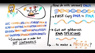 What is RNA splicing [upl. by Walcoff]