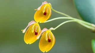 Episode 41 Restrepia nittiorhyncha Miniature orchids scented orchids and some updates [upl. by Akeenat664]