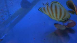 Marine aquarium video ： Chaetodon ornatissimus ate dry food [upl. by Atirrehs]