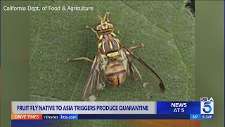 Southern California neighborhood under quarantine due to invasive fly species [upl. by Kendal]