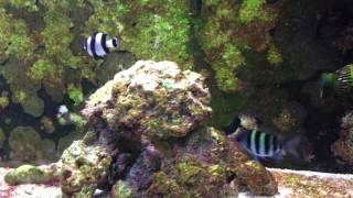 Damselfish Community Aquarium [upl. by Mannos]