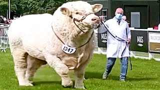 Champion Bulls of Different Breeds at Royal Highland Show 2021 [upl. by Aetnahs690]