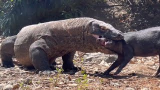 Times Komodo dragons went wild on prey [upl. by Netta]