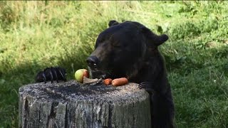 Stiftung der Sparkasse Bielefeld  Mein erster Tag im Tierpark Olderdissen [upl. by Einniw928]