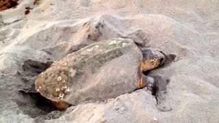 Loggerhead Sea Turtle Nesting [upl. by Aneeuqahs]