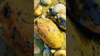 amazing gold lake superior rocks hunting stone 124 youtubeshorts crystalhunting agatehunting [upl. by Rosane]