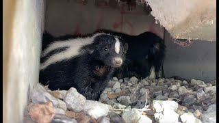 Skunk Gets VERY Close to Spraying  Up Close Footage [upl. by Eceer]