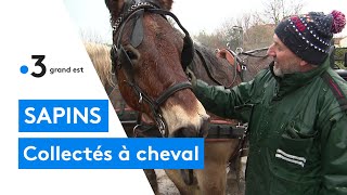 Les sapins de Noël ramassés par une calèche à cheval à Toul [upl. by Diao]