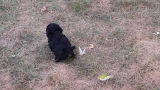 Cockapoo Puppies Having Fun SD 480p [upl. by Ykceb300]