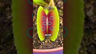 Worlds Fastest Fly vs Venus Flytrap [upl. by Nicolina165]