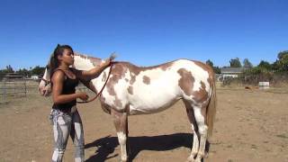 How to Mount a Horse Bareback [upl. by Aniraad]