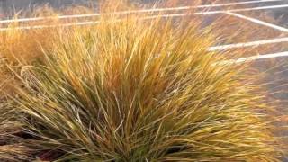 Anemanthele lessoniana Stipa arundinacea  New Zealand Wind GrassPheasantsTail Grass [upl. by Azelea]