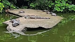 Caminata por el Jardín Botánico en el Plan de La Laguna La Libertad El Salvador [upl. by Olsen512]