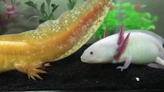 Axolotls breeding [upl. by Mariele]