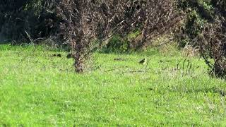 Yellow Wagtails [upl. by Ardnahsal]