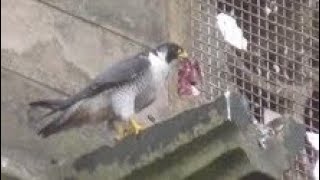 PEREGRINE FALCON FOOD PASS  Tiercel to Female  Falco peregrinus [upl. by Wie29]