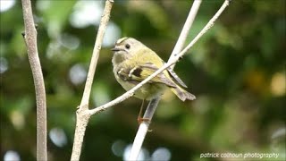 Singing goldcrest [upl. by Fauch]