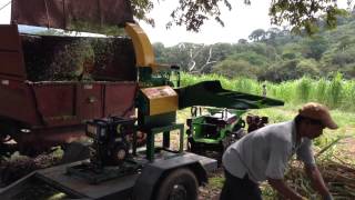 Picadora EC 4000 Cremasco con motor diesel 10 HP picando King Grass Pennisetum [upl. by Rhodia974]