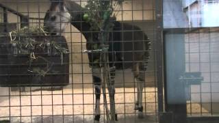 オカピ（上野動物園）：Okapi Ueno Zoo [upl. by Sherrod553]