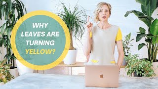 Why leaves are turning yellow I How To Fix It [upl. by Dam]