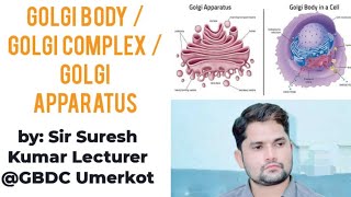 Golgi Body Golgi Complex Golgi apparatus NCERT STB PTB FTB HindiUrdu By Sir Suresh Kumar [upl. by Kiel348]