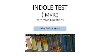 IMViC INDOLE TEST  Biochemical tests SYBSc Microbiology [upl. by Rumit735]