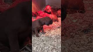 Sneaking up on REDBONE COONHOUND PUPPIES [upl. by Giulio]