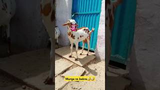 Murga VS Bakra 🤣😂😀shots shortvideo funny shortsfeed [upl. by Airebma979]