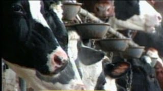 Mad Cow Disease Discovered in US Cattle At California Dairy Farm [upl. by Viva]