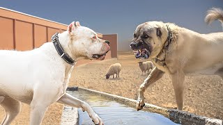 Dogo Argentino VS Turkish Kangal [upl. by Aleunamme]