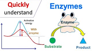 Enzymes [upl. by Lowndes386]