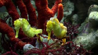 Seahorse Mating Dance [upl. by Hennahane]