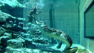 Crocodiles And The Cage of Death  Diving With A Difference [upl. by Waterer370]