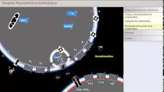 Sinapsis Neuroefectora Adrenérgica [upl. by Tnaryb222]