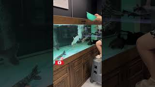 Arowana Hand Feeding arowana feedingasian arowana bitesjardini arowanasilver arowanashorts [upl. by Ettezzil193]