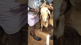 Deworming for sheep Deworming goats injectionforsheep veternary animalhusbendry viralvedio wa [upl. by Obellia960]