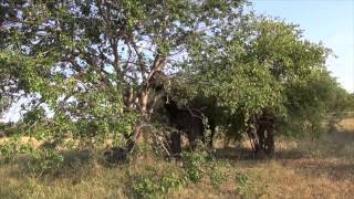 Elephant cutting tree [upl. by Retsevel436]