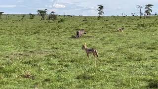 Deux chacals chassent les petits dun couple de phacochères dans le Massaï Mara Kenya  4K [upl. by Alekahs566]