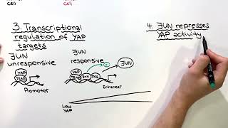 Video synopsis JUN restrains YAP activity and liver cancer growth EMBO Journal [upl. by Nolahs693]