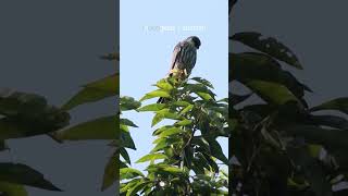 Story of Amur Falcons in Nagaland Shorts [upl. by Libyc]