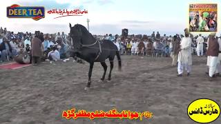 Best Horse Dance  Punjab Calture  11032019 Jawana Bangla Muzafar Garah25 [upl. by Galer]