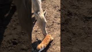 Horse throws cat [upl. by Kathryne]